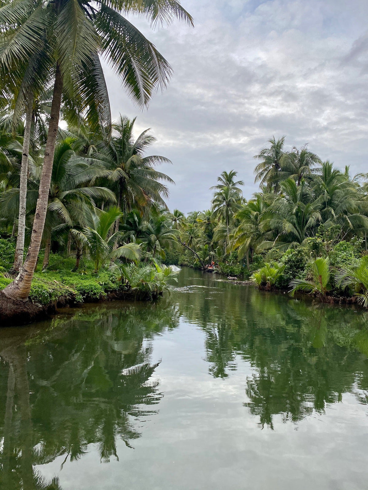 Palmeras de coco junto a un río tropical