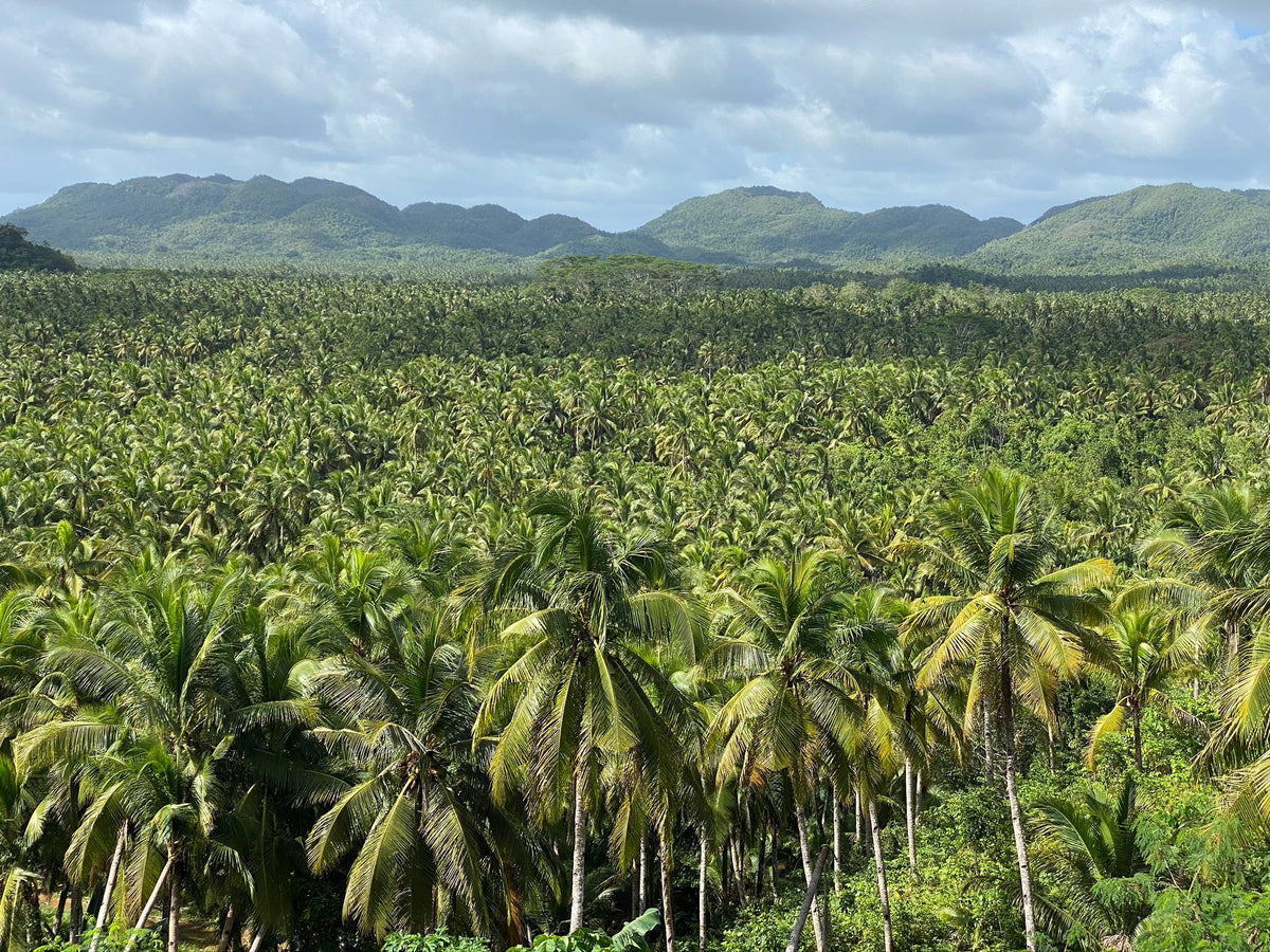 Palmeral de cocoteros con montañas al fondo