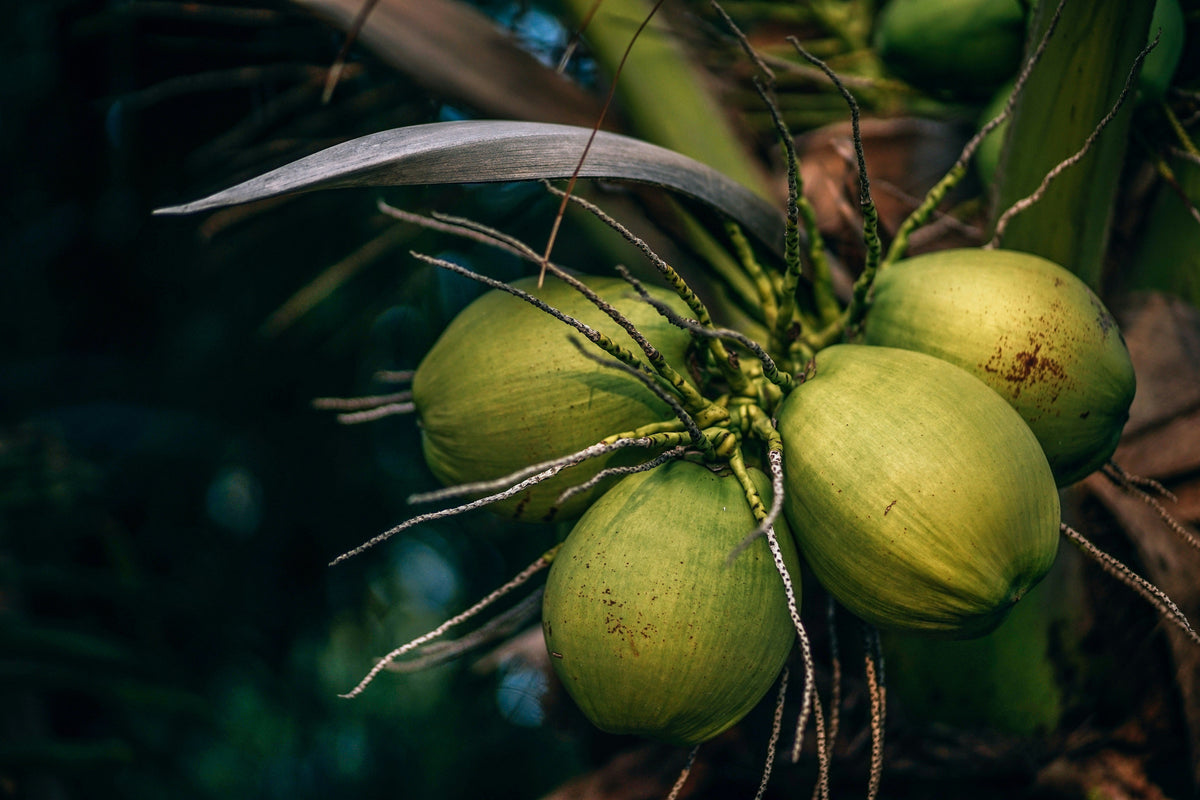 Cocos verdes colgando de una palmera